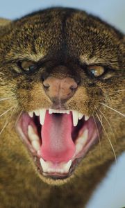 Preview wallpaper jaguarundi, grin, aggression, muzzle, predator, big cat