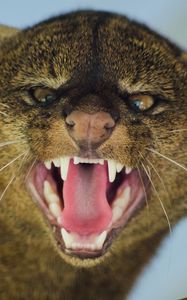 Preview wallpaper jaguarundi, grin, aggression, muzzle, predator, big cat