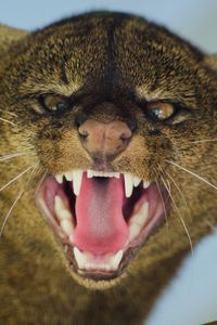 Preview wallpaper jaguarundi, grin, aggression, muzzle, predator, big cat