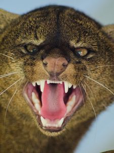 Preview wallpaper jaguarundi, grin, aggression, muzzle, predator, big cat