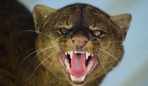 Preview wallpaper jaguarundi, grin, aggression, muzzle, predator, big cat