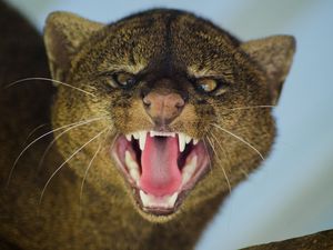 Preview wallpaper jaguarundi, grin, aggression, muzzle, predator, big cat