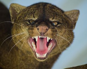 Preview wallpaper jaguarundi, grin, aggression, muzzle, predator, big cat