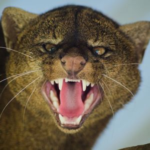 Preview wallpaper jaguarundi, grin, aggression, muzzle, predator, big cat
