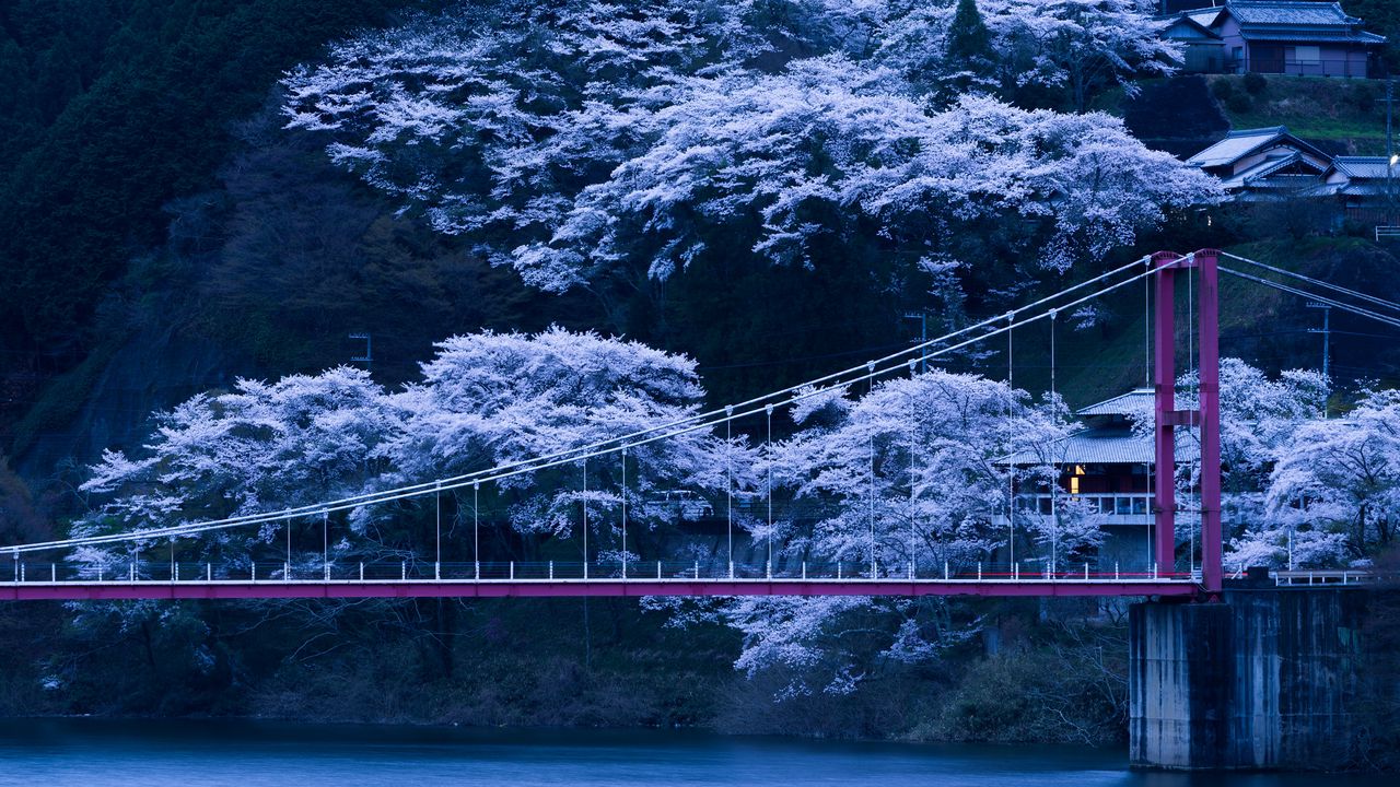 Wallpaper japan, bridge, sakura, night