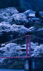Preview wallpaper japan, bridge, sakura, night