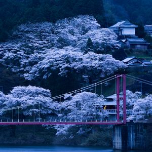 Preview wallpaper japan, bridge, sakura, night