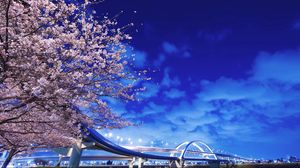 Preview wallpaper japan, hokkaido, bridge, sakura