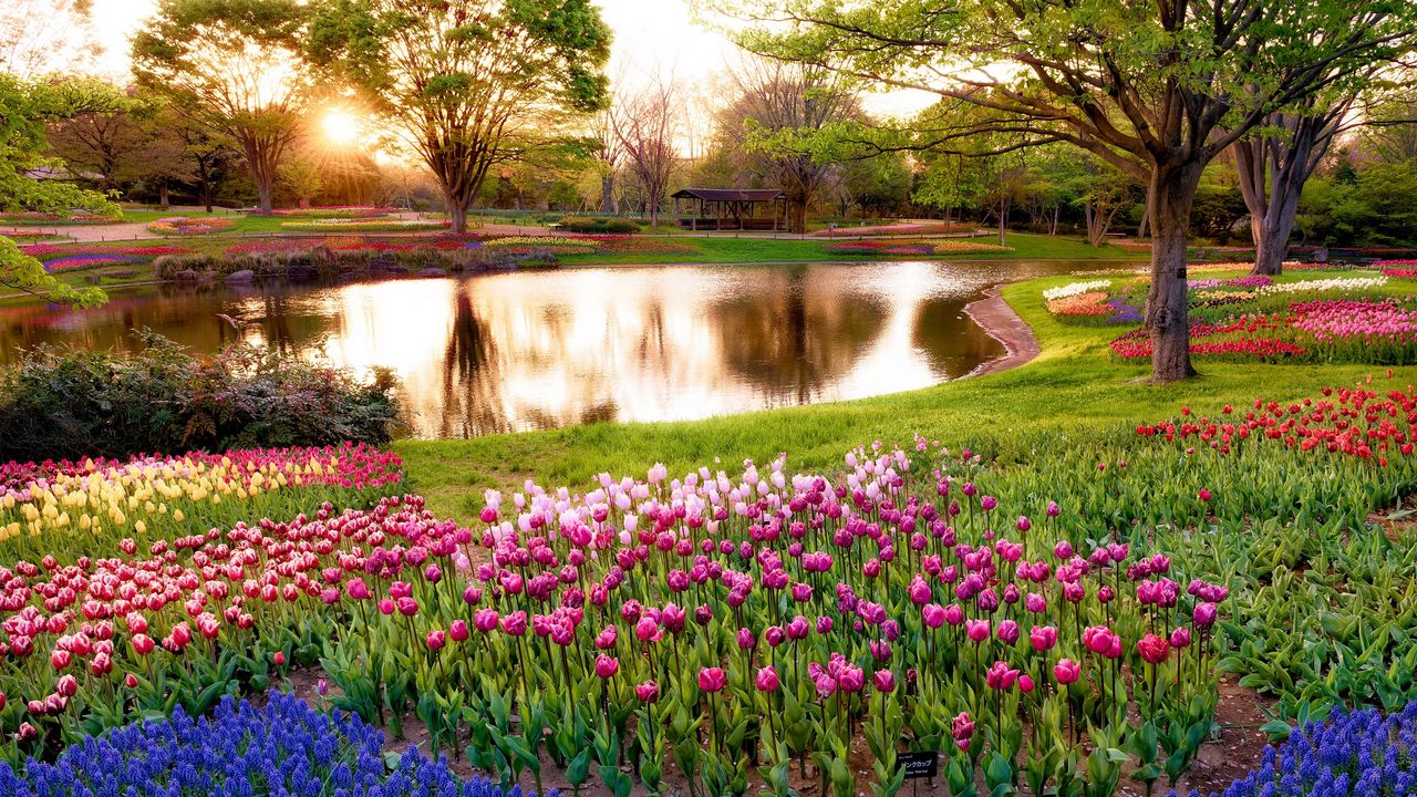 Wallpaper japan, tokyo, morning, sun, rays, sunrise, park, pond, trees, flowers, muscari, blue, tulips, colorful