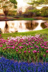 Preview wallpaper japan, tokyo, morning, sun, rays, sunrise, park, pond, trees, flowers, muscari, blue, tulips, colorful
