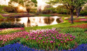 Preview wallpaper japan, tokyo, morning, sun, rays, sunrise, park, pond, trees, flowers, muscari, blue, tulips, colorful