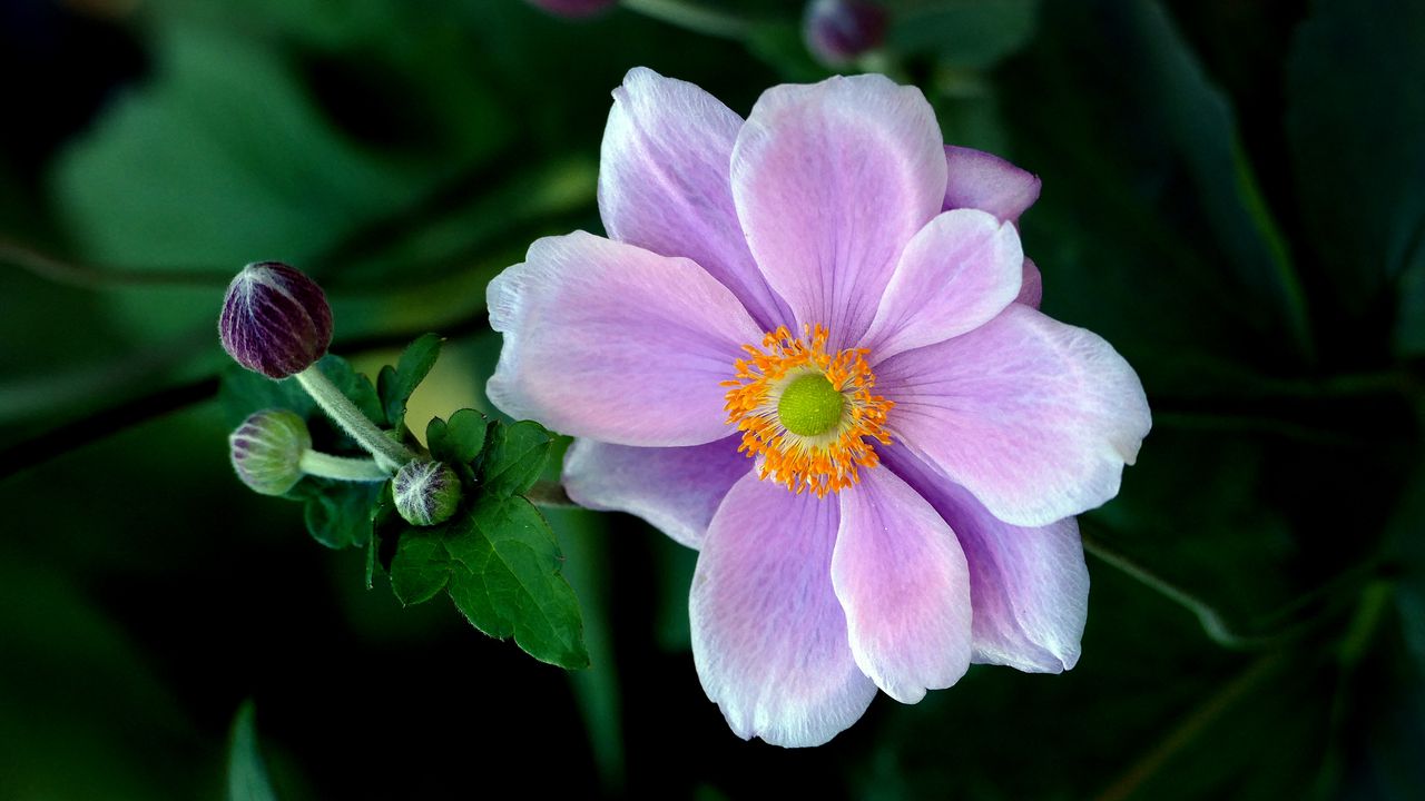 Wallpaper japanese anemone, anemone, flower, petals, macro