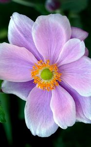 Preview wallpaper japanese anemone, anemone, flower, petals, macro