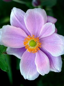 Preview wallpaper japanese anemone, anemone, flower, petals, macro