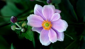 Preview wallpaper japanese anemone, anemone, flower, petals, macro