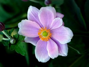 Preview wallpaper japanese anemone, anemone, flower, petals, macro