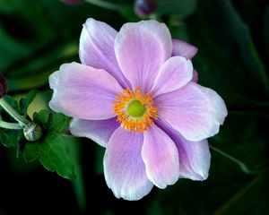 Preview wallpaper japanese anemone, anemone, flower, petals, macro