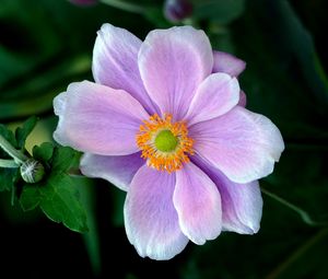 Preview wallpaper japanese anemone, anemone, flower, petals, macro