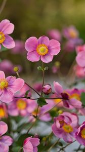 Preview wallpaper japanese anemones, flowers, pink, bloom