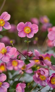 Preview wallpaper japanese anemones, flowers, pink, bloom