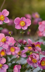 Preview wallpaper japanese anemones, flowers, pink, bloom