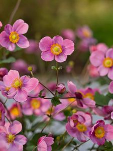 Preview wallpaper japanese anemones, flowers, pink, bloom