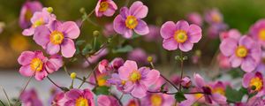 Preview wallpaper japanese anemones, flowers, pink, bloom