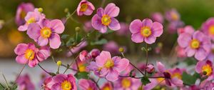 Preview wallpaper japanese anemones, flowers, pink, bloom