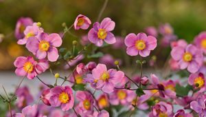 Preview wallpaper japanese anemones, flowers, pink, bloom