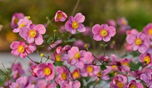 Preview wallpaper japanese anemones, flowers, pink, bloom