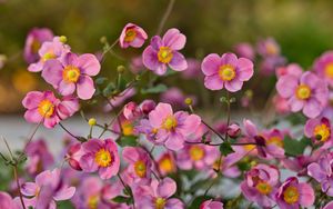 Preview wallpaper japanese anemones, flowers, pink, bloom