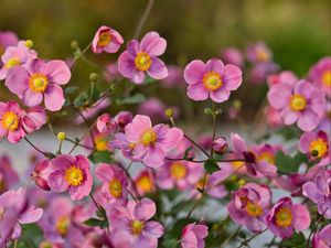 Preview wallpaper japanese anemones, flowers, pink, bloom