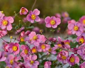 Preview wallpaper japanese anemones, flowers, pink, bloom