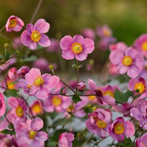 Preview wallpaper japanese anemones, flowers, pink, bloom