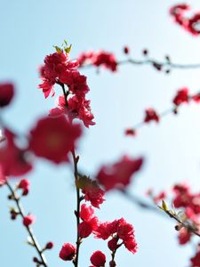 Preview wallpaper japanese apricot, flowers, buds, branches, pink