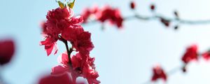 Preview wallpaper japanese apricot, flowers, buds, branches, pink