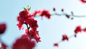 Preview wallpaper japanese apricot, flowers, buds, branches, pink