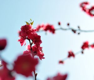 Preview wallpaper japanese apricot, flowers, buds, branches, pink