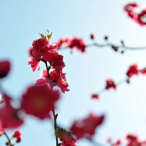 Preview wallpaper japanese apricot, flowers, buds, branches, pink