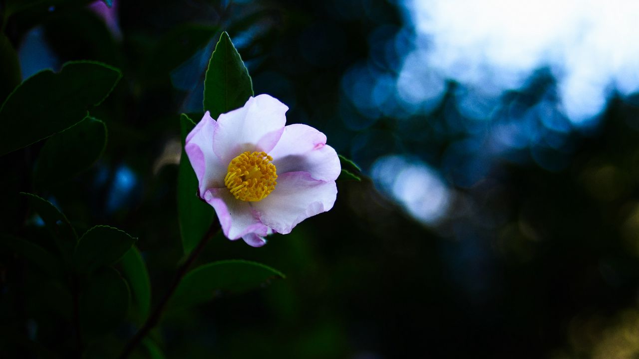 Wallpaper japanese camellia, camellia, flower, petals, leaves, plant