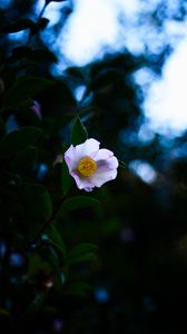 Preview wallpaper japanese camellia, camellia, flower, petals, leaves, plant