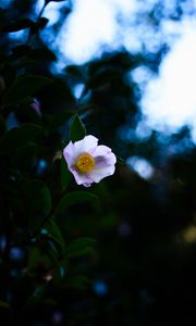 Preview wallpaper japanese camellia, camellia, flower, petals, leaves, plant