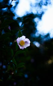 Preview wallpaper japanese camellia, camellia, flower, petals, leaves, plant