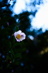 Preview wallpaper japanese camellia, camellia, flower, petals, leaves, plant