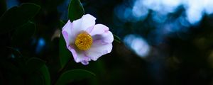 Preview wallpaper japanese camellia, camellia, flower, petals, leaves, plant