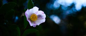 Preview wallpaper japanese camellia, camellia, flower, petals, leaves, plant