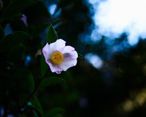 Preview wallpaper japanese camellia, camellia, flower, petals, leaves, plant