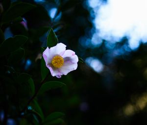 Preview wallpaper japanese camellia, camellia, flower, petals, leaves, plant