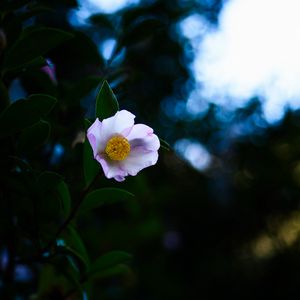 Preview wallpaper japanese camellia, camellia, flower, petals, leaves, plant