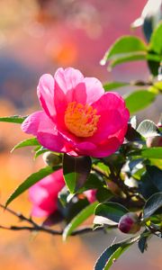 Preview wallpaper japanese camellia, flower, petals, leaves, pink